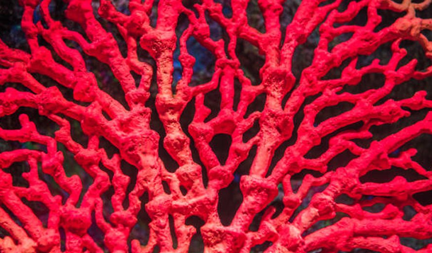 Coral